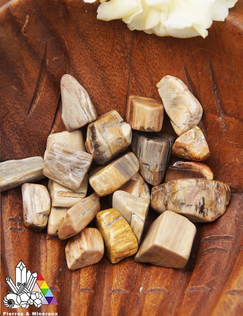 bois fossile silicifié haute normandie 